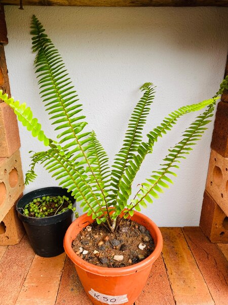 Boston Fern