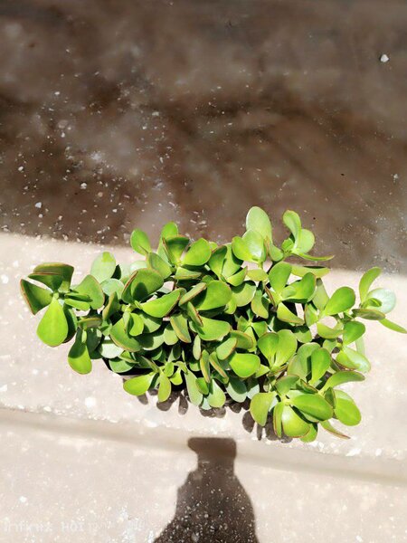 plantes vertes d'intérieur