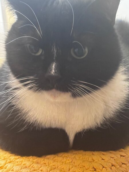 Tapis doux pour animaux