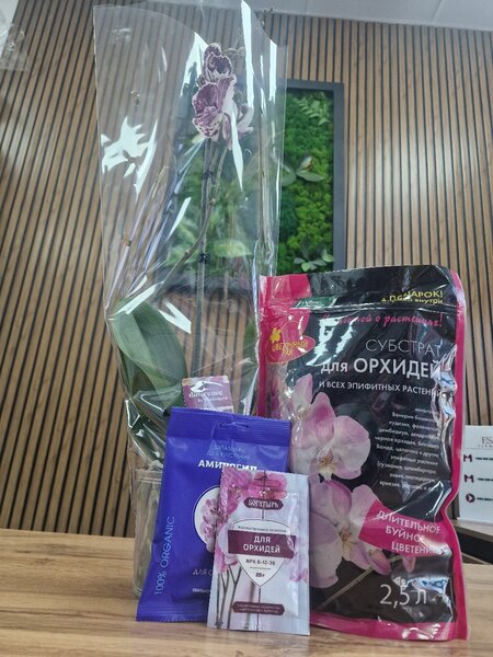 Орхидея