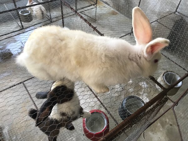 Lapins de compagnie adorables