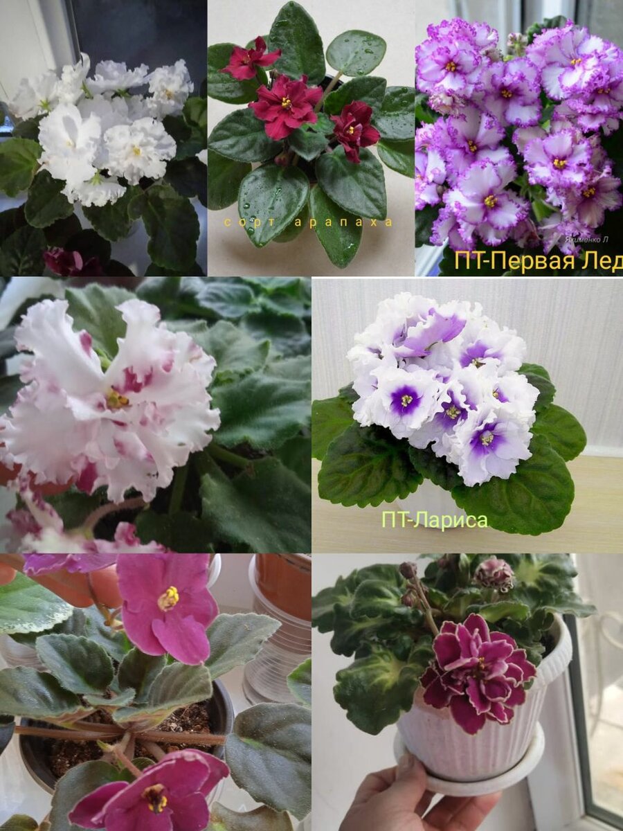 Фиалки сортовые оптом ив розницу от 80до 300сомов