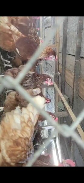 Poules Pondeuses Fermière