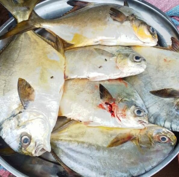 Poisson frais arraies