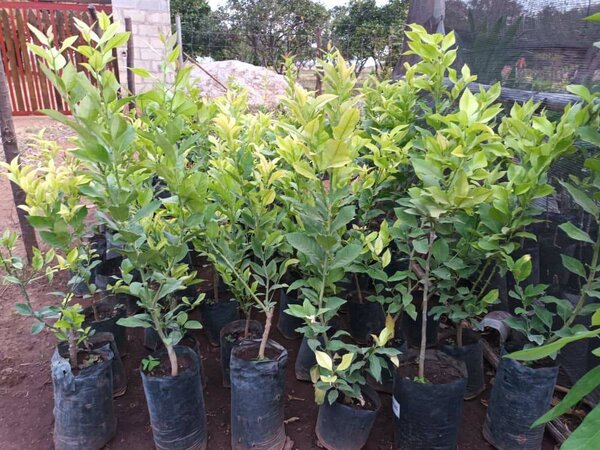 Apples, Soursop, papaya, Hass avocado, strewberry etc