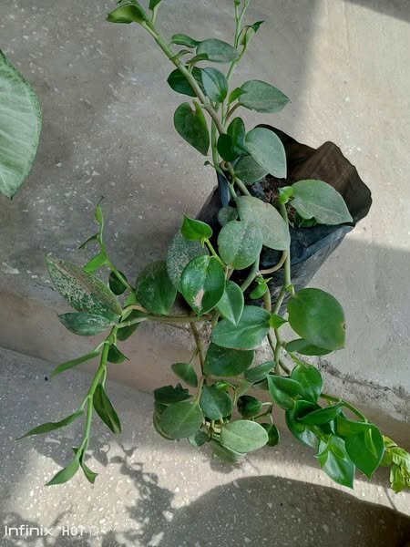 plantes vertes d'intérieur