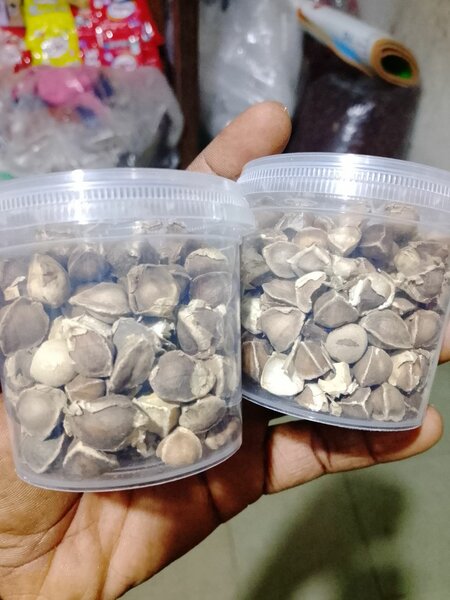 Graines de moringa premium