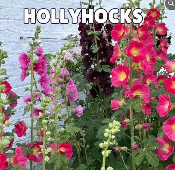 Hollyhocks Seeds – Single Petal Tall