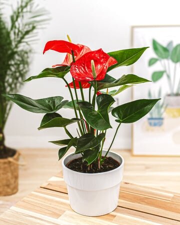 Anthurium Plant (indoor)