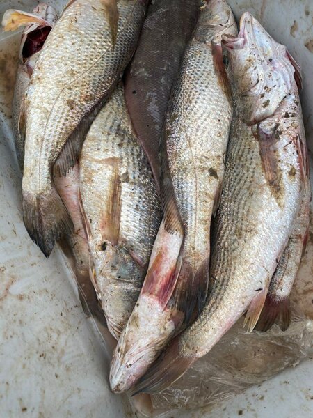 Poissons frais de mer