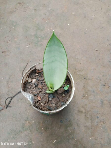 plantes vertes d'intérieur