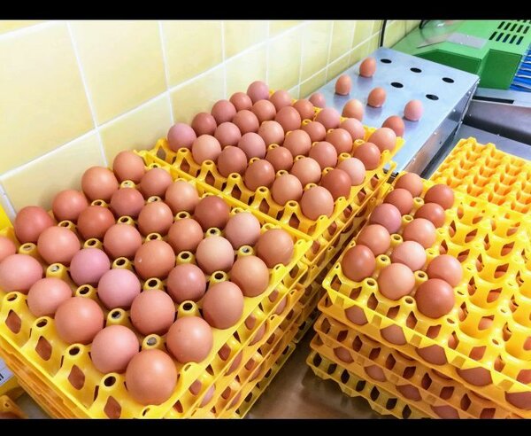 Œufs frais de ferme