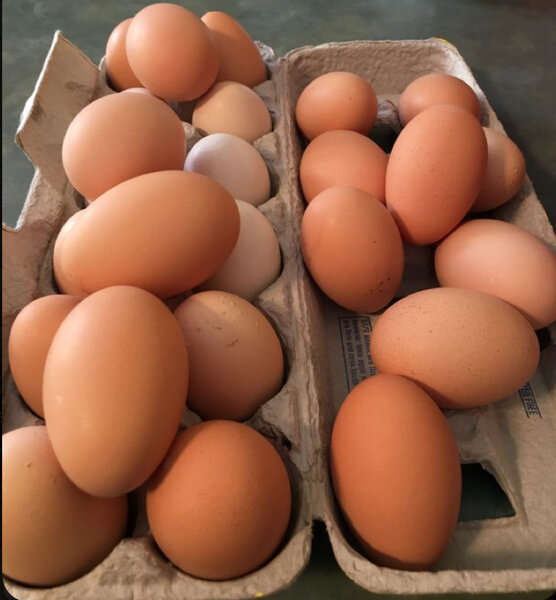 Œufs fermiers frais
