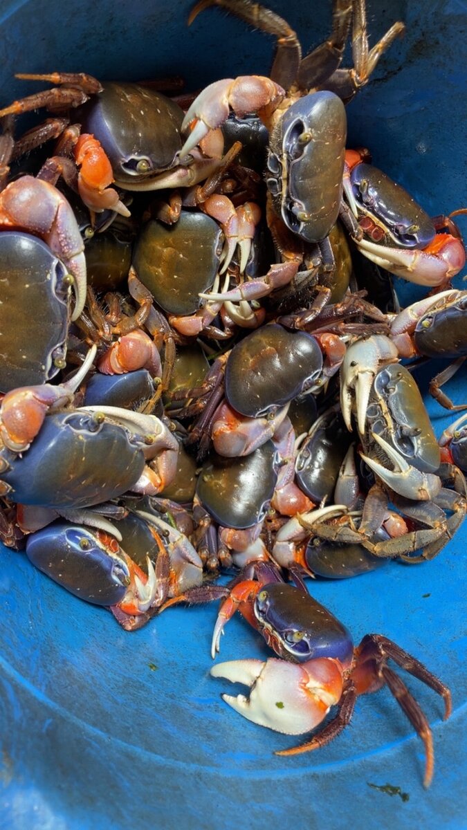 Crevettes, crabes eau,poilues