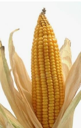Grains de maïs frais