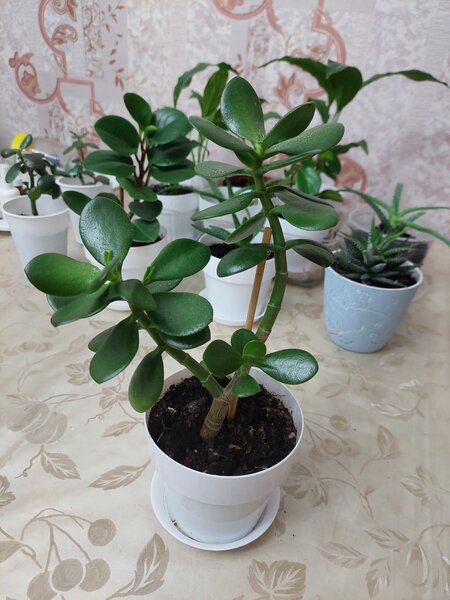 Пеперомия туполистная, Алое, Спатифиллум(женское счастье),