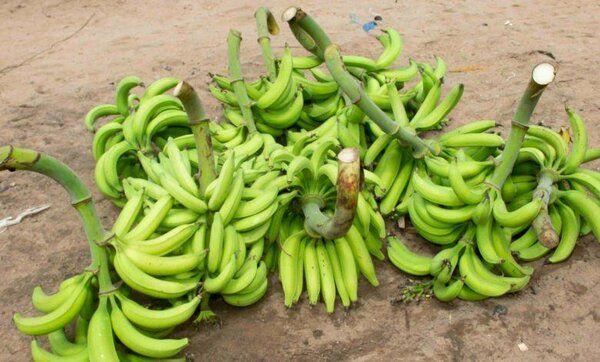 Banane plantain