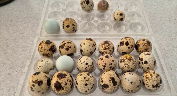œufs de caille (plaquette 30)