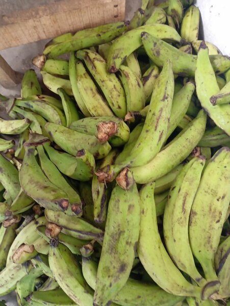 Banane plantain