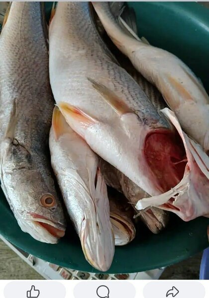 Sossos bien frais pêche locale