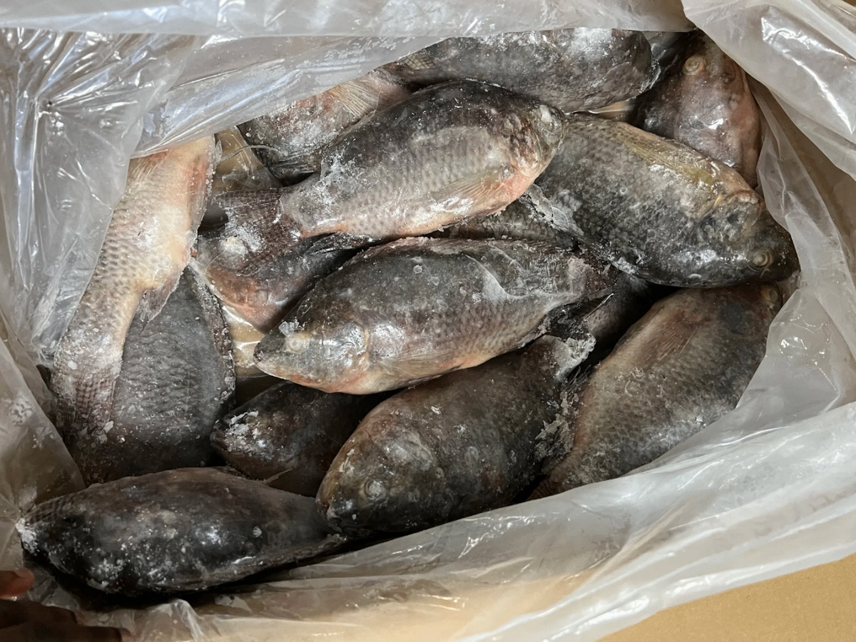 Tilapia carpe 300-500g