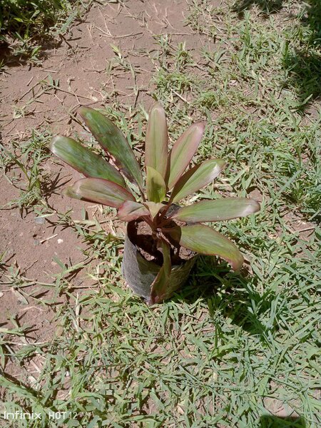 plantes vertes d'intérieur