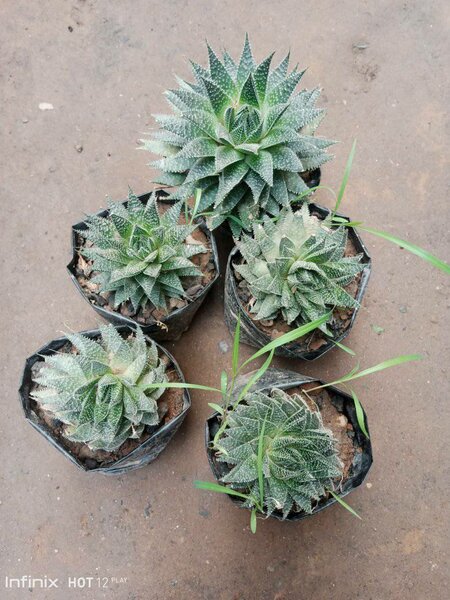 plantes vertes d'intérieur