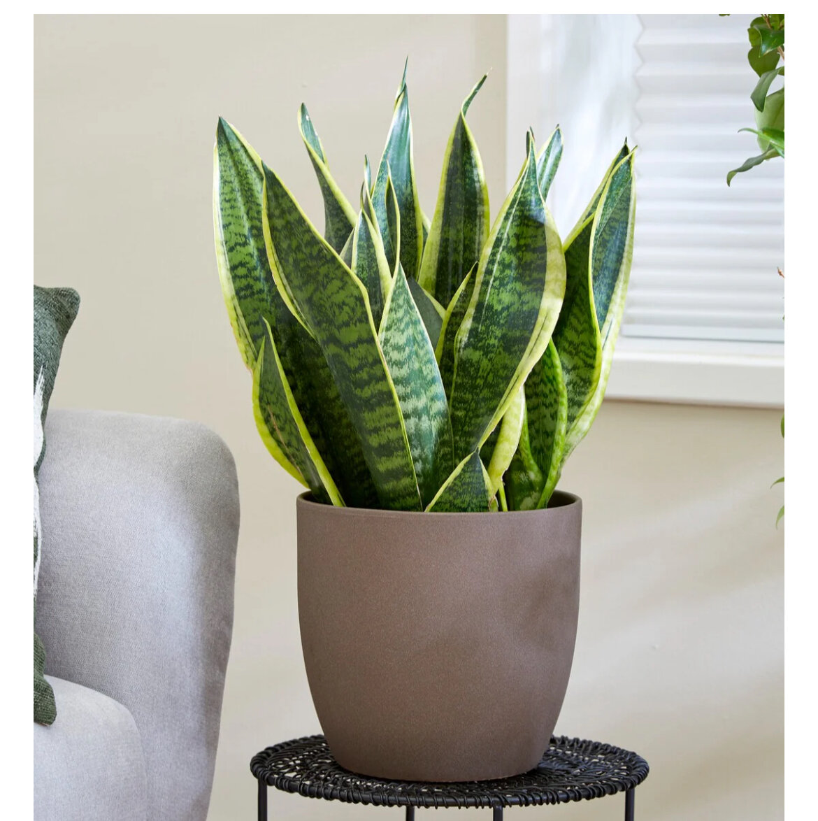 Plantes d'intérieur élégantes