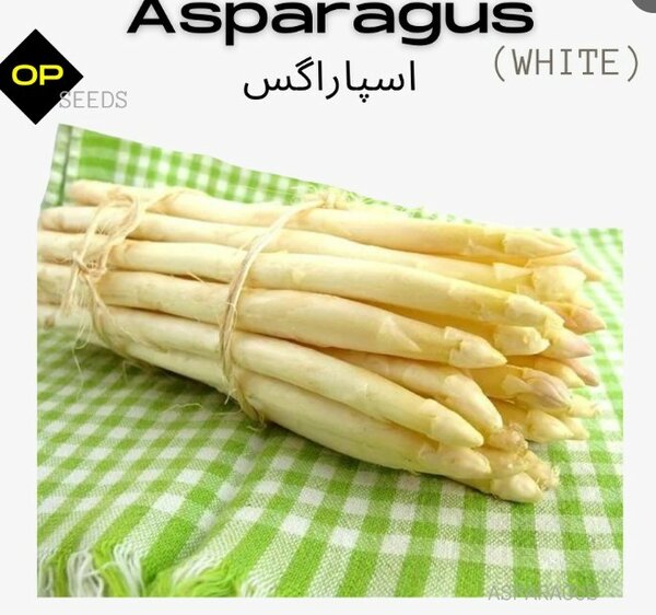 Asparagus (White) Seeds اسپاراگَس سفید