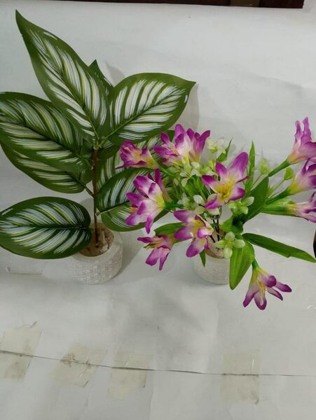 Mini Money And Lili Flower