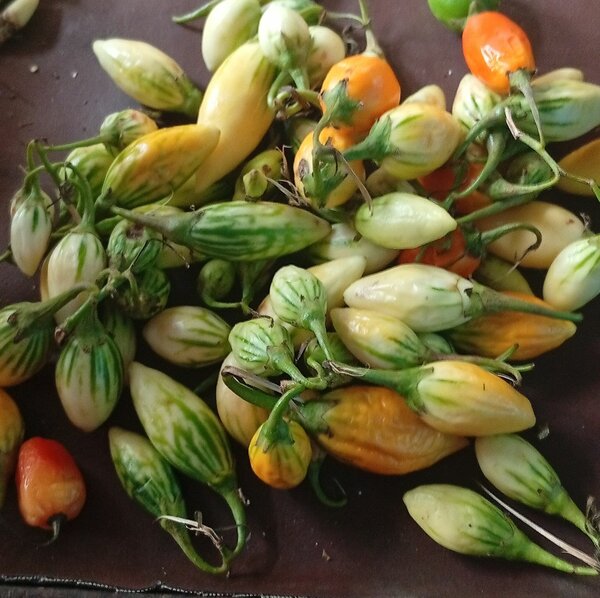 Petites Aubergines (tas)