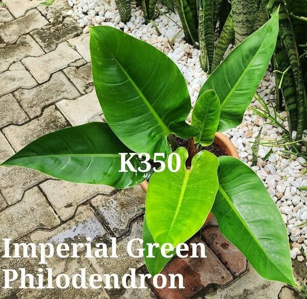 Plants & Soil Enhancers