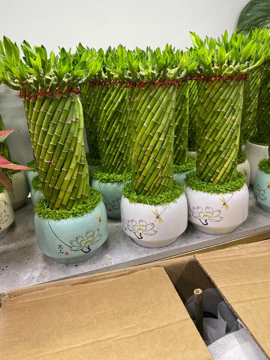 Комнатные растения