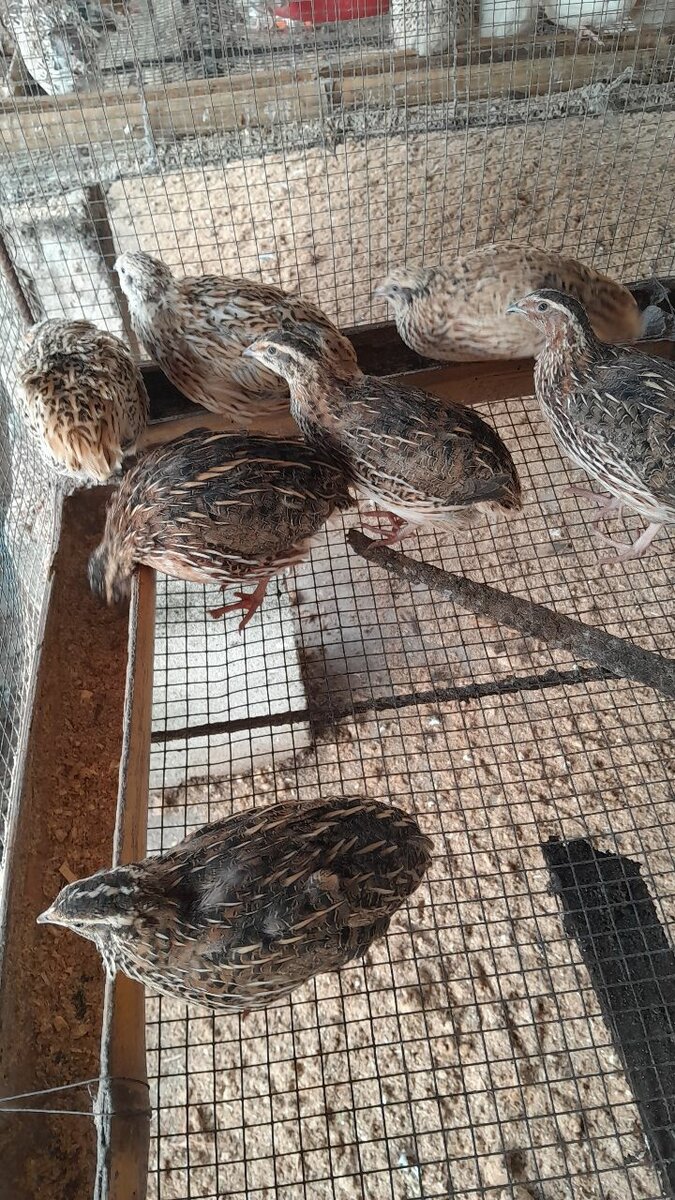 Cailles frais, mort ou vif