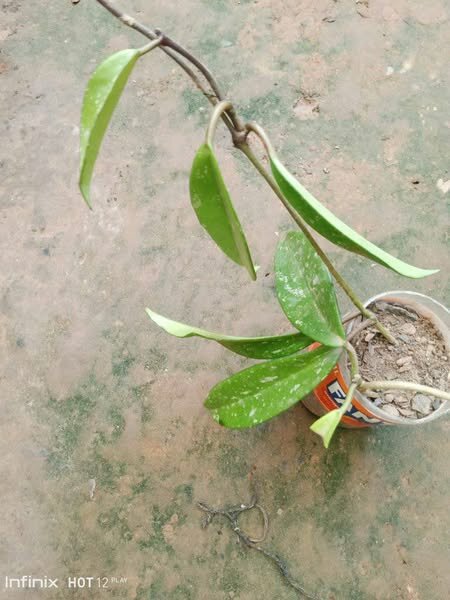 plantes vertes d'intérieur