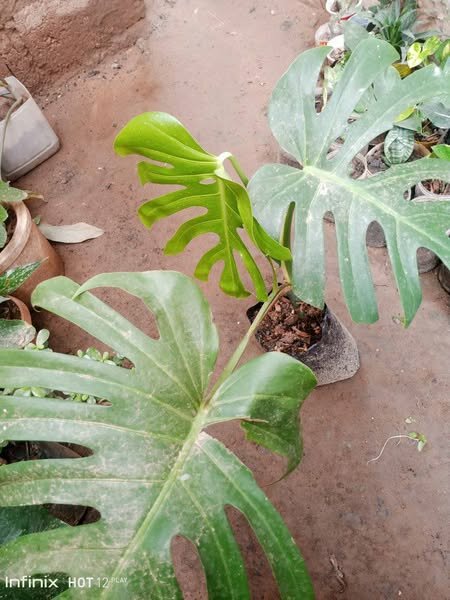 plantes vertes d'intérieur