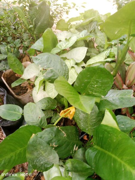 plantes vertes d'intérieur