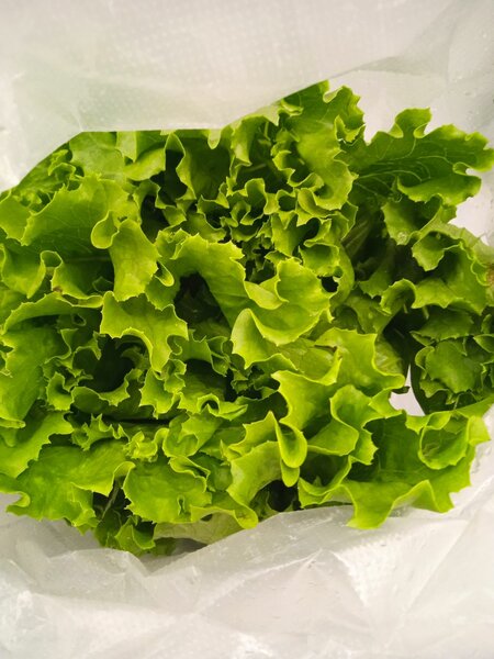 Laitue fraîche croquante