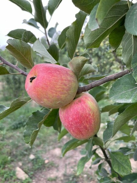 Apple tree (Red and Green)