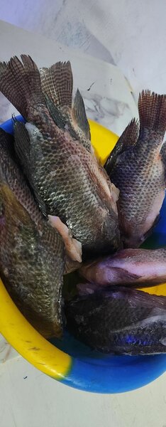 Poisson, poulets, viande et fruits de mer