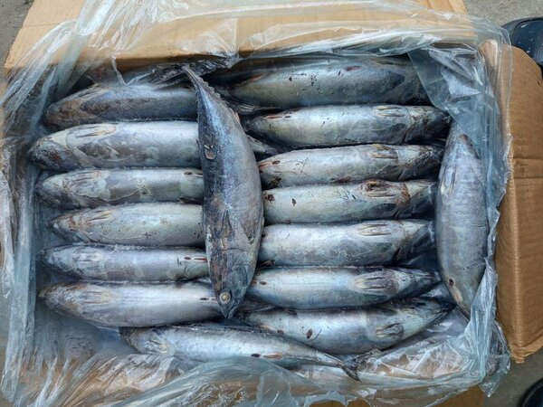 Thon rouge Frais de Qualité