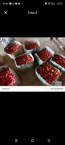 Tomates fraîches de qualité