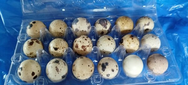 15 Œufs de caille frais