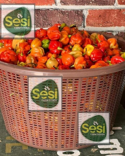 Freshly harvested vegetables