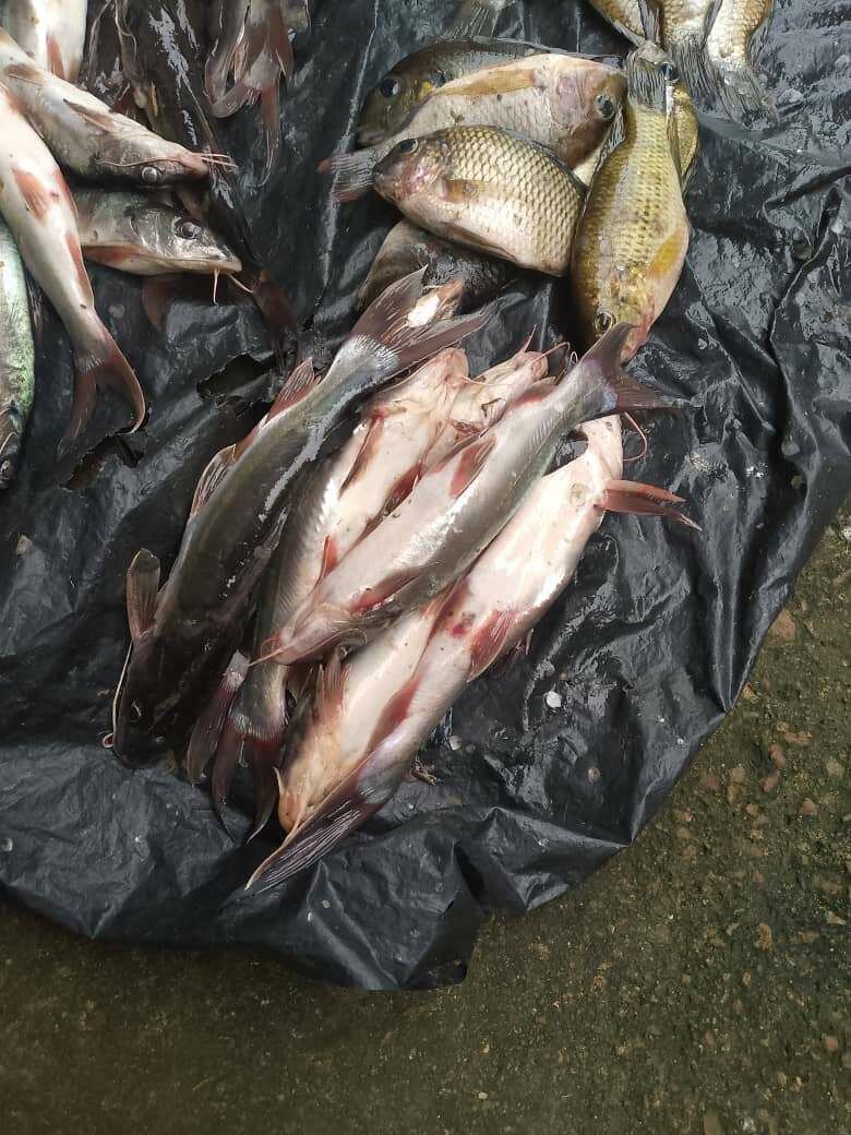 Sosso, Loth, machoiron,dorade