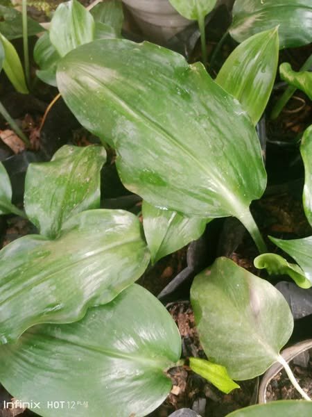 plantes vertes d'intérieur