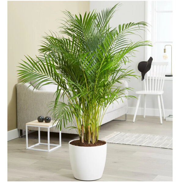 Plantes d'intérieur élégantes