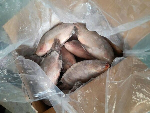 1 carton de Tilapia 500+