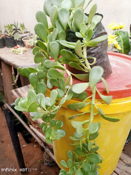 plantes vertes d'intérieur