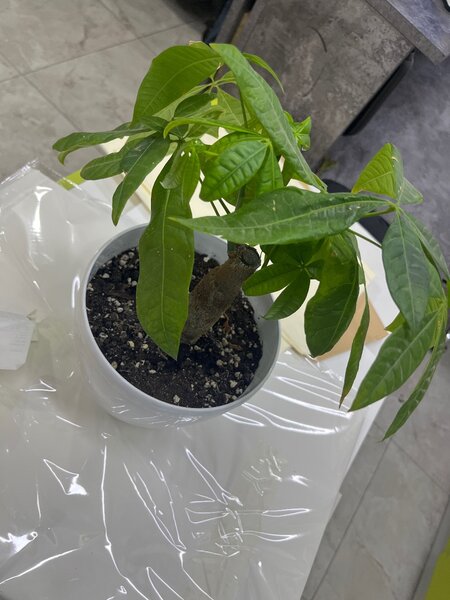 Декоративные растения